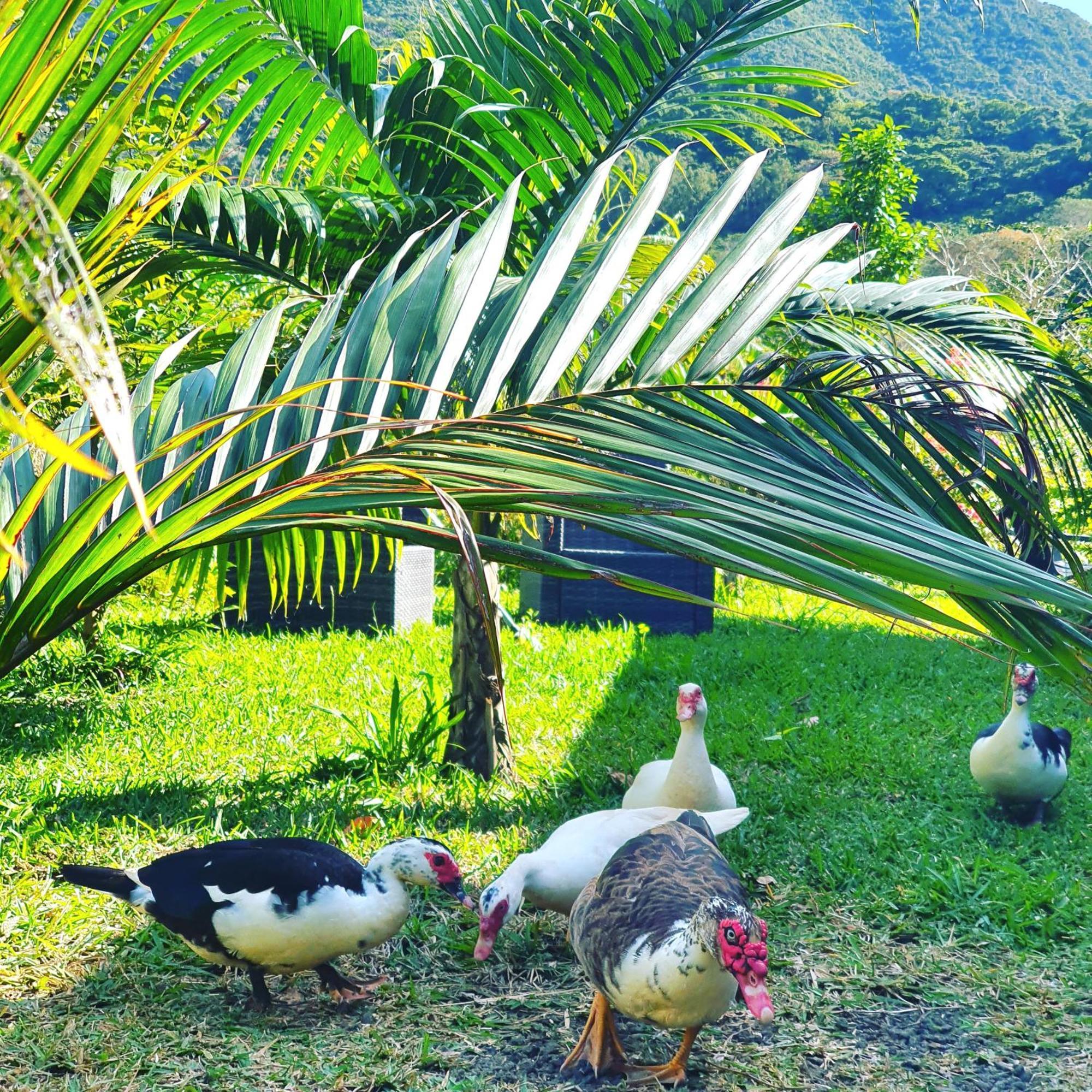 Le Chalet, La Petite Ferme Vieux Grand Port エクステリア 写真